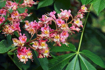 Wall Mural - Fort McNair red horse chestnut (Aesculus x carnea Fort McNair). Hybrid between Aesculus pavia and Aesculus hippocastanum.