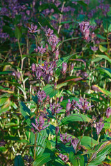 Sticker - Taiwanese toad lily (Tricyrtis formosana).