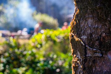 Wall Mural - tree in spring