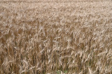 Field of wheat