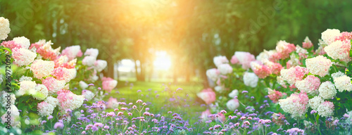 Leinwand Poster  beautiful flower bed with hydrangeas in summer garden