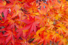 Red Yellow Autumn Maple Leaves Close Up Detail Background