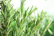 Branches of fresh rosemary on blurred green background, space for text