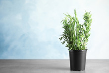Potted Rosemary On Grey Table Against Light Blue Background, Space For Text