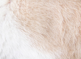 soft fur cat texture abstract natural patterns soft focus background top view