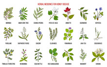 Best Herbs For Kidney Disease