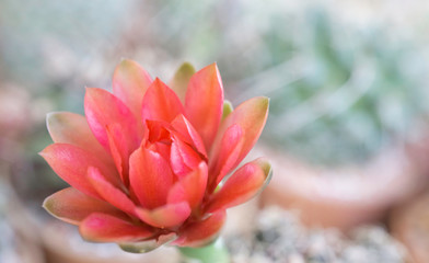 Wall Mural - Cactus red flowers blooming in pot at cactus garden,desert plant,fresh succulent flower,Echinopsis tropical flowers