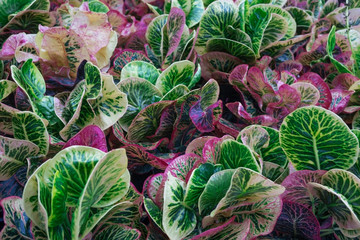 Wall Mural - Multi color Croton leaves texture nature background,natural backdrop tropical plant,Variegated Laurel,Orange Jessamine,selective focus