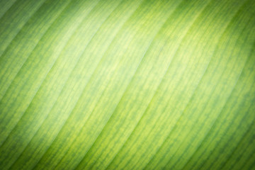 Wall Mural - Banana green leaf back light  texture background,tropical plant,palm foliage nature leaves