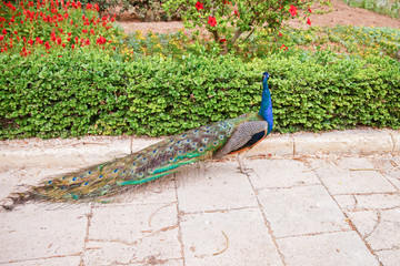 The beautiful and elegance of the peacock in nature near the Bush.