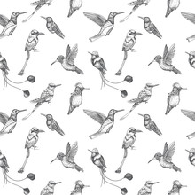 Sketch Hand Drawn Pattern With Hummingbird. Animals Illustration Colibri Birds.