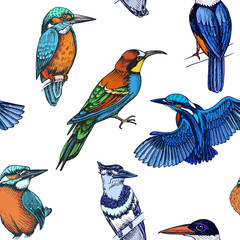 Sketch hand drawn pattern with kingfisher, Blue jay, bee-eater. Animals illustration birds.