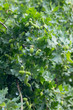 © Aleksandr - Green young acorns hanging on the branch of an oak tree among green foliage.