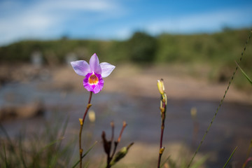 Pink Grass Flower Blooming in Cherrapunji, Meghalaya, India