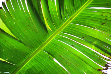 Poster - banana leaf texture