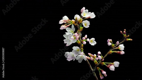 桜 花 舞い落ちる 動画素材 Fu Non 桜 花 舞い落ちる 動画素材 Fu Non