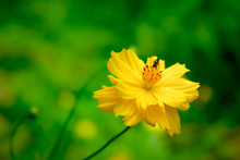 Yellow Mexican Aster  With Bee Nature Background