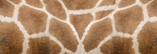 Giraffe Skin Texture - Image 1