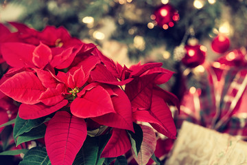 Canvas Print - beautiful red poinsettia flower, christmas star, against festive holiday decoration background