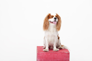 Wall Mural - Smart dog. Cavalier king Charles spaniel dog iportrait isolated on white background. Education and training concept. Space for text