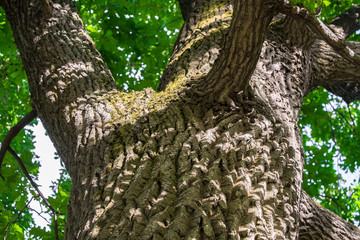 lush crown of relic oak,illuminated by the rays of the evening summer sun