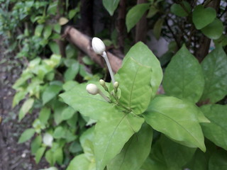 Buds on a green plant in garden