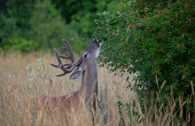 White-tailed Deer Buck In The Early Morning Light With Velvet Antlers Eating Leaves In Summer In Canada