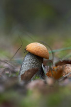 Beautiful Mushroom Leccinum Known As A Orange Birch Bolete, In A Forest In Autumn Among Fallen Leaves And Moss.