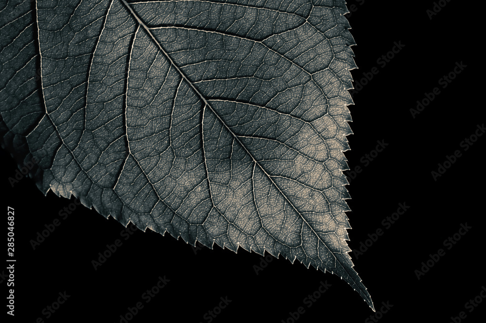 Abstract black and white leaf texture for background on black isolated ...