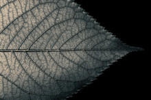 Abstract Black And White Leaf Texture For Background On Black Isolated Background