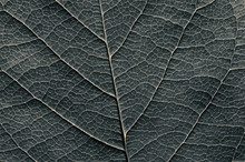 Abstract Black And White Leaf Texture For Background On Black Isolated Background