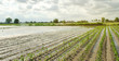Agricultural land affected by flooding. Flooded field. The consequences of rain. Agriculture and farming. Natural disaster and crop loss risks. Ukraine Kherson region. Selective focus