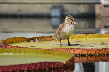 Wall Mural - Baby duck standing on a giant lily pad