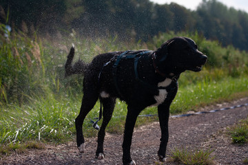 dog black labrador cute dogmodel