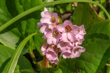 Wall Mural - Light Pink Bergenia Flower in Green Leaves