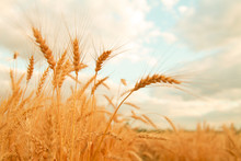 Wheat Field With Ears Of Golden Wheat. Rural Scenery Under Shining Sunlight. Background Of Ripening Ears Of Wheat Field. Rich Harvest Concept.