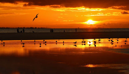 Birds and people enjoy the sunset on Fort Myers Beach, Florida, USA.