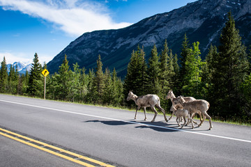 bighorn sheep (ovis canadensis) next to the road in the canadian rockies, banff national park, alber
