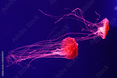 Photographie macro of a beautiful jellyfish chrysaora pacifica