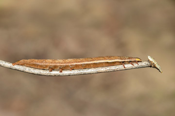 Canvas Print - Image of brown caterpillar butterfly on the branches on a natural background. Insect. Animal.