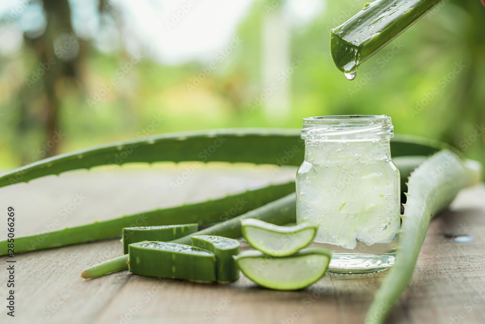 Aloe Vera very useful herbal medicine for skin treatment and use in spa for skin care. herb in nature - obrazy, fototapety, plakaty 