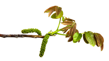 isolate walnut branch with buds and green leaves