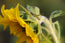 Grasshopper On A Sunflower