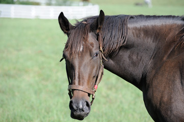 Wall Mural - Thoroughbred horse