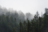 Foggy tree landscape of the Pacific Northwest, North America