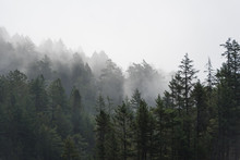 Foggy Tree Landscape Of The Pacific Northwest, North America