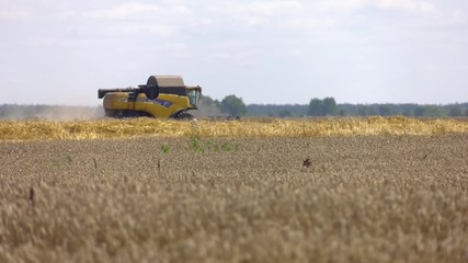 Wall Mural - A modern combine harvester working a wheat field. A yellow combine harvester working in a wheat field