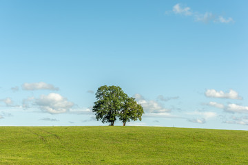 Sticker - Arbres sur une colline