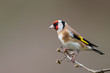 Goldfinch winter profile portrait