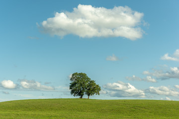 Canvas Print - Arbres sur une colline